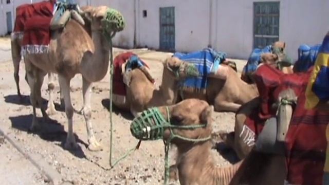 Nabeul Tunisia смотреть онлайн