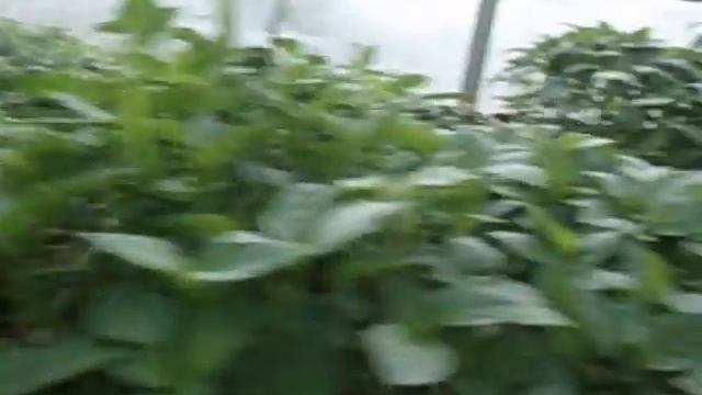 ЧТО ДЕЛАТЬ, ЕСЛИ ЛИСТЬЯ РАССАДЫ КТО ТО ОБГРЫЗАЕТ Видеоурок Ольги Черновой 3 апреля смотреть онлайн