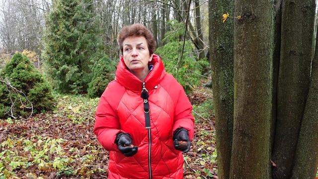 Как посадить каштан - и в ноябре не поздно смотреть онлайн