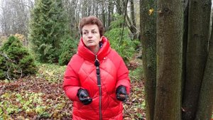 Как посадить каштан - и в ноябре не поздно