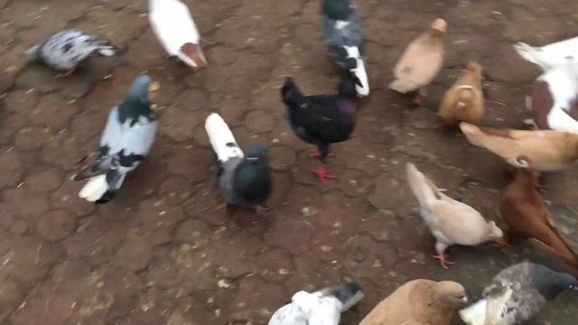 Немного подкидушек николаевских голубей.Но все-таки сегодня забрал тетеревятник одного николаевског смотреть онлайн