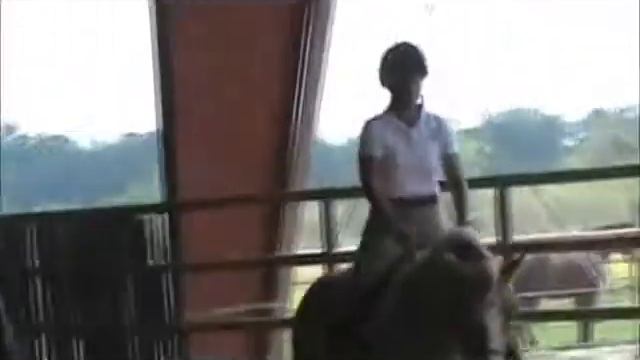 Haflinger Gelding - Andy Rock - Hunt Seat Under Saddle смотреть онлайн