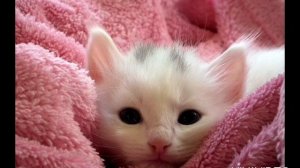 Как мяукает котенок. Звуки котят. Мяуканье котят. Звук для кота. ?????? ??????. Meow