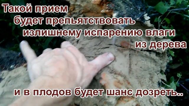 СЛОМАЛОСЬ ДЕРЕВО? — Как спасти недозрелые плоды? / PRO опыт