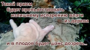 СЛОМАЛОСЬ ДЕРЕВО? — Как спасти недозрелые плоды? / PRO опыт
