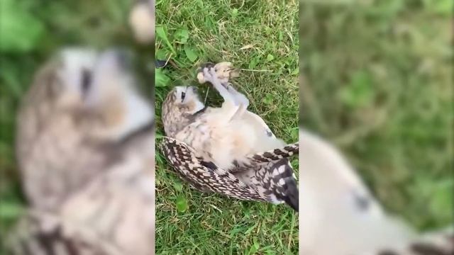 Funny Owls & Cute Owls Compilation 2020?? [Funny Pets]
