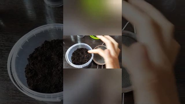 АНАНАС ИЗ СЕМЯН