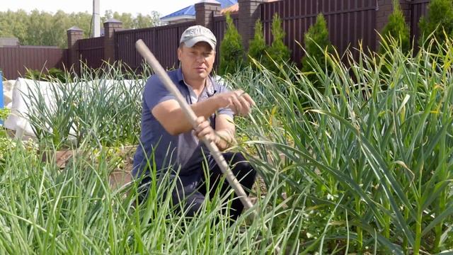 хочешь получить урожай - сажай меньше, как посадить растения чтобы не полоть смотреть онлайн