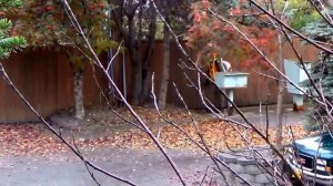 #434 США Аляска Анкоридж Уборка в квартире и во дворе