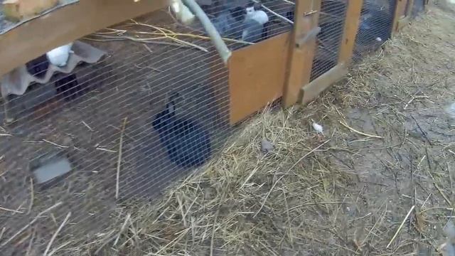 Мои кролики/Жить в деревне смотреть онлайн