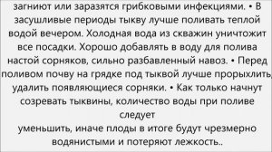 Как поливать тыкву.Как часто поливать тыкву