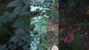 Шоне Кобленцерин, Принц Монако, Пьер де ронсар