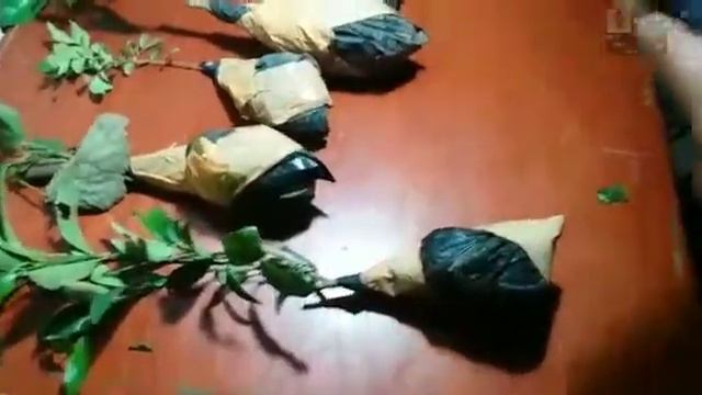 BIBIT TANAMAN DIBAWAH SEPULUH RIBU смотреть онлайн