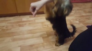 Йоркширский терьер, учим команды