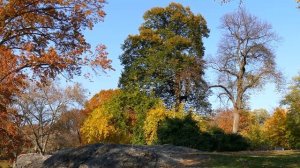 Central Park Walk, Manhattan Tourist Attraction, New York City, 4K Video