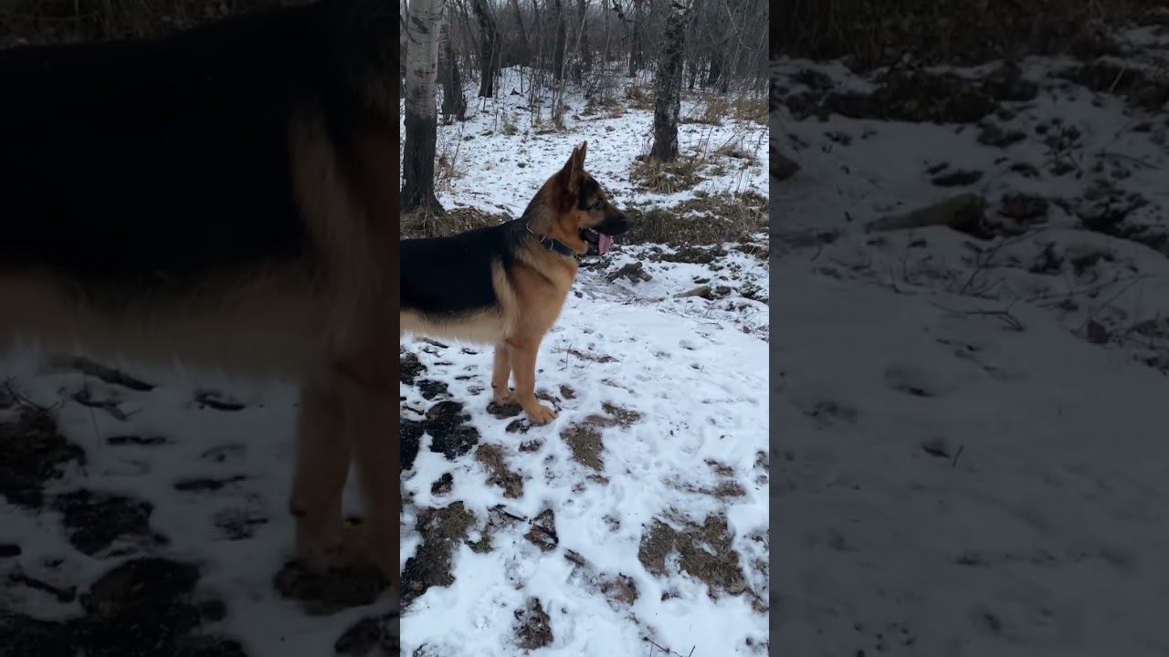 Немецкая овчарка охраняет на прогулке. смотреть онлайн