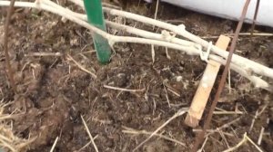 Виноград .Раскрытие винограда  весной.