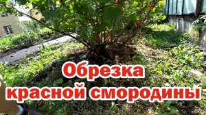 Про обрезку красной смородины