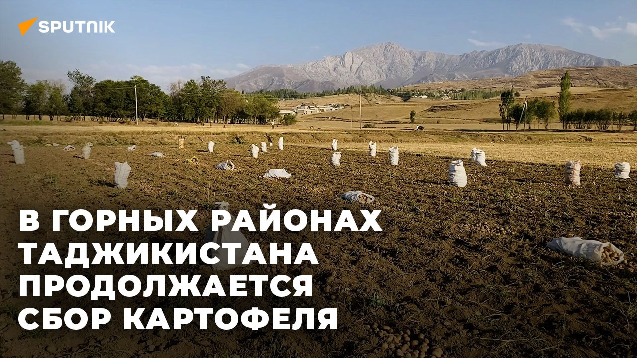 В горных районах Таджикистана продолжается сбор картофеля