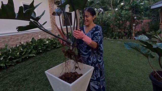 How to propagate Philodendron Choco Empress / Philodendron Choco Empress Care / Home Gardening смотреть онлайн