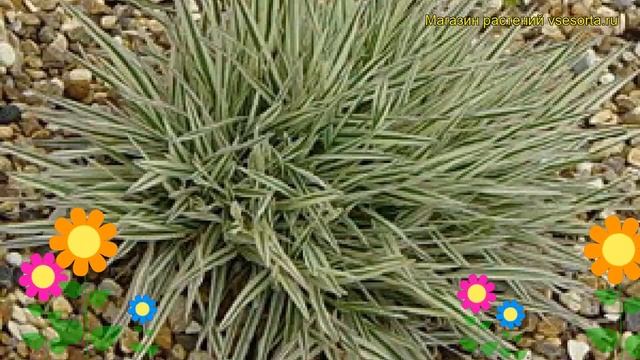 Бухарник мягкий Альбавариегатус. Краткий обзор, описание характеристик holcus mollis Albovariegata смотреть онлайн