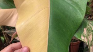 Philodendron red emerald variegated (Strawberry Shake)