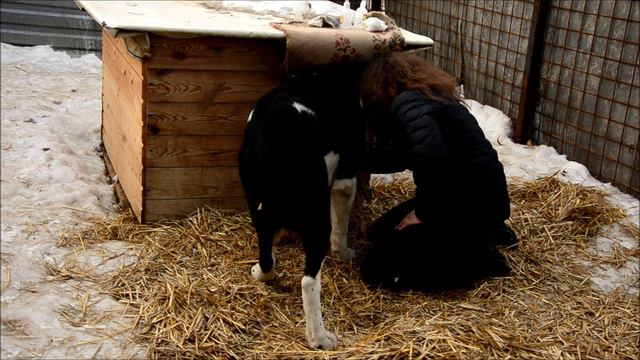 АлабайХелп - учим Гаврюшу залезать в будку :) смотреть онлайн