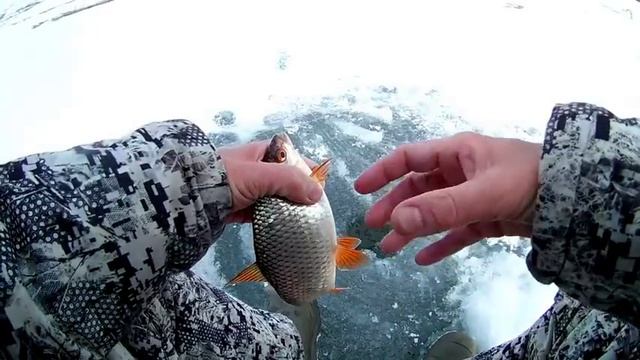Рыбалка на Белоярском водохранилище. Трофей.