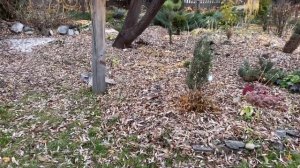 Сад хост в Бийске 2021( hosta garden 2021)