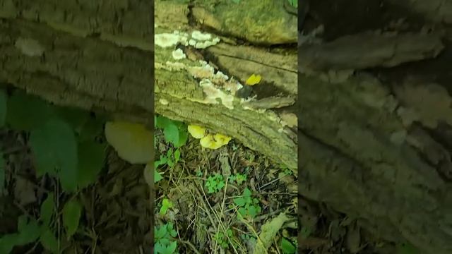 foraging смотреть онлайн