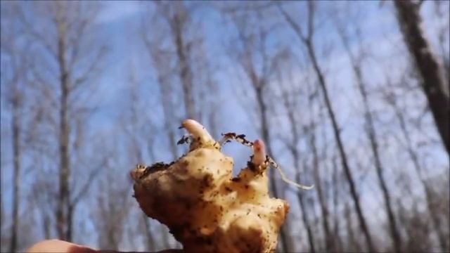 SUNCHOKES FOR ANIMAL FEED AND A  BACKUP FOOD SUPPLY - THE EXPERIMENTS CONTINUE смотреть онлайн