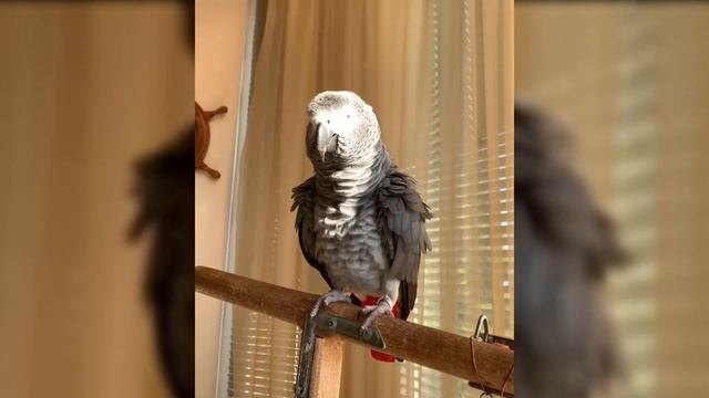 Тимоша говорящий попугай, вид Жако. Подборка видео #9