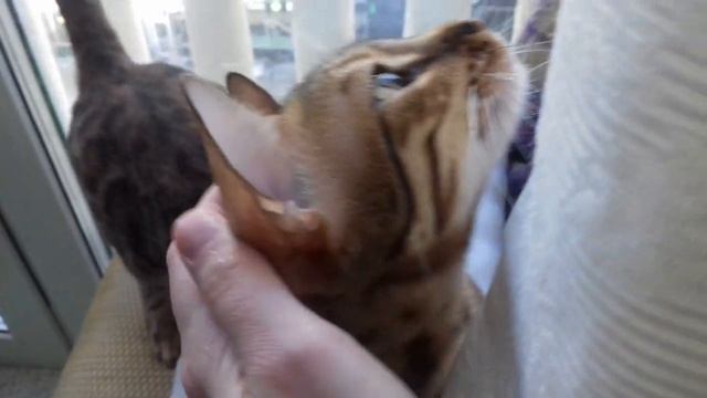 Бенгальская кошка громко мяукает Bengal Cat Meows Loudly