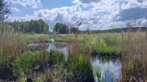 Лодка болотоход в своей стихии. Маршрут до оз. Мошное. Это вам не это....