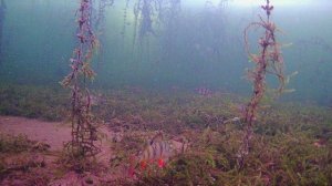 Иртяш 22.01.2022 г.AVI