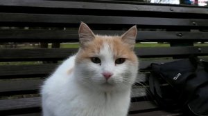 white ginger cat came up and asked for food. подошла бело рыжая кошка и попросила еды.