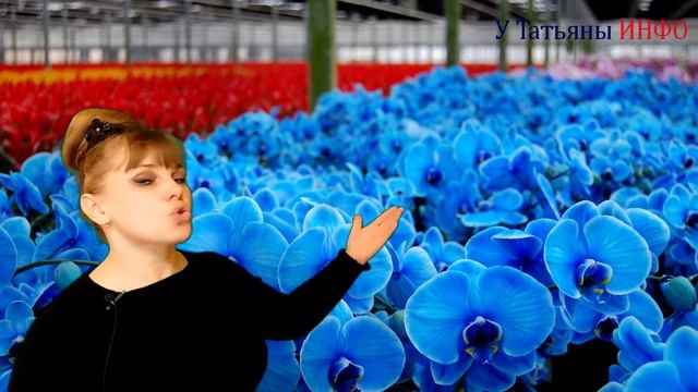 ГОЛУБАЯ ОРХИДЕЯ - миф или реальность? Как ухаживать за орхидеей (фаленопсисом).