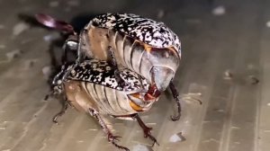 Спаривание мраморного майского жука