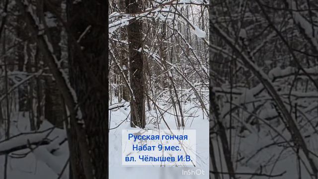 Русская гончая Набат 9 мес.  вл. Чёлышев И.В.