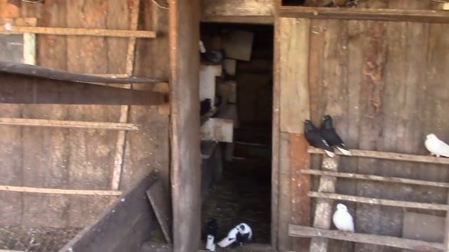 Мои Николаевские чубатые голуби 31.03.2019 смотреть онлайн