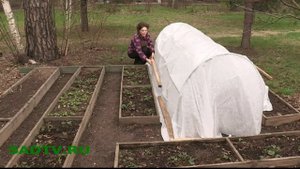 Клубника / Земляника садовая / Земляника садовая в тоннеле