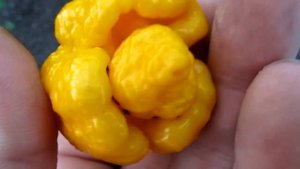 Trinidad Scorpion Moruga Yellow - Тринидад Моруга Скорпион Желтый
