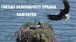 Гнездо белоплечего орлана Камчатка часть 1