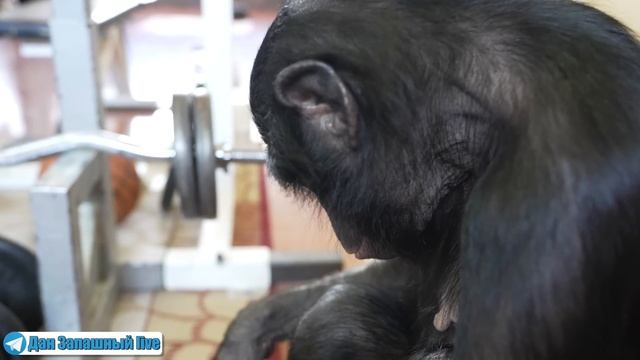 ОБЕЗЬЯНА ОТЖАЛА МОИ КРОССОВКИ!!! Эта ШИМПАНЗЕ самая хитрая в МИРЕ! смотреть онлайн