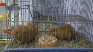 Морская свинка породы Американский Тедди.