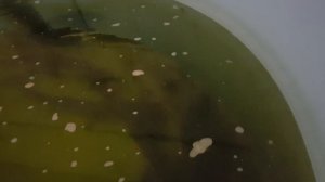 результаты двухлетнего выращивания осетра в домашнем мини узв