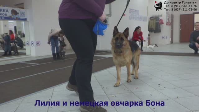 Лилия и немецкая овчарка Бона. Занятие по дрессировке: обучение собаки не подбирать с земли.