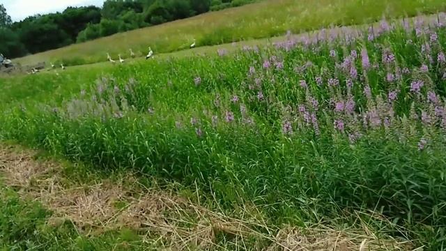 Аисты в Лужском районе смотреть онлайн