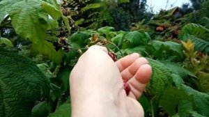 Малина душистая - показываю ягоды