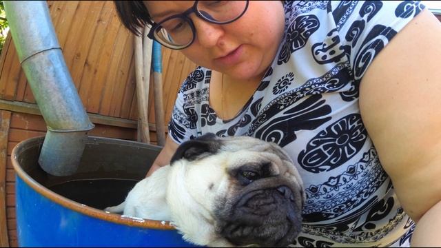 Охлаждение мопса в бочке с водой. Разхламление под верандой. Влог. смотреть онлайн